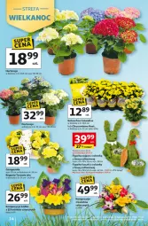 Gazetka promocyjna Auchan - Gazetka 30 Lat Hipermarket Auchan - Gazetka - ważna od 25.03 do 25.03.2026 - strona 14 - produkty: Campanula, Chryzantema, Kalanchoe, Fa