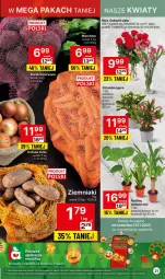 Gazetka promocyjna Delikatesy Centrum - Dyskontowe ceny w Delikatesach Centrum - Gazetka - ważna od 29.11 do 29.11.2023 - strona 21 - produkty: Cebula, Sok, Rum, Szlumbergera, Ziemniaki, Buraki, Bukiet, Mobil