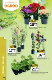 Gazetka promocyjna Auchan - Gazetka Strefa Relaksu Hipermarket Auchan - Gazetka - ważna od 22.04 do 22.04.2026 - strona 12 - produkty: Ser, Hibiskus, Truskawki, Dron, Deser, Fa