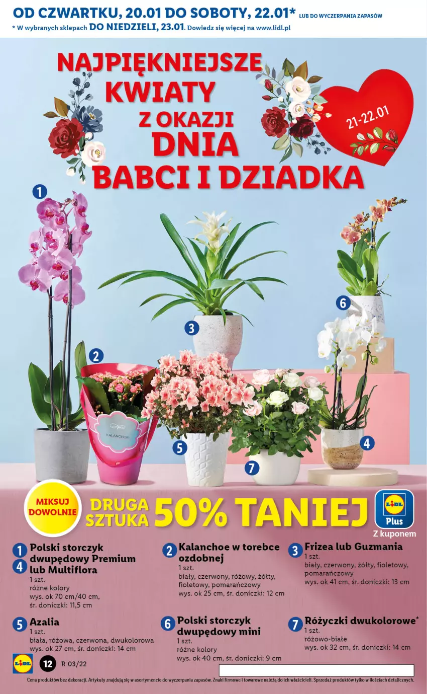 Gazetka promocyjna Lidl - GAZETKA - ważna 20.01 do 23.01.2022 - strona 12 - produkty: Kalanchoe, Storczyk