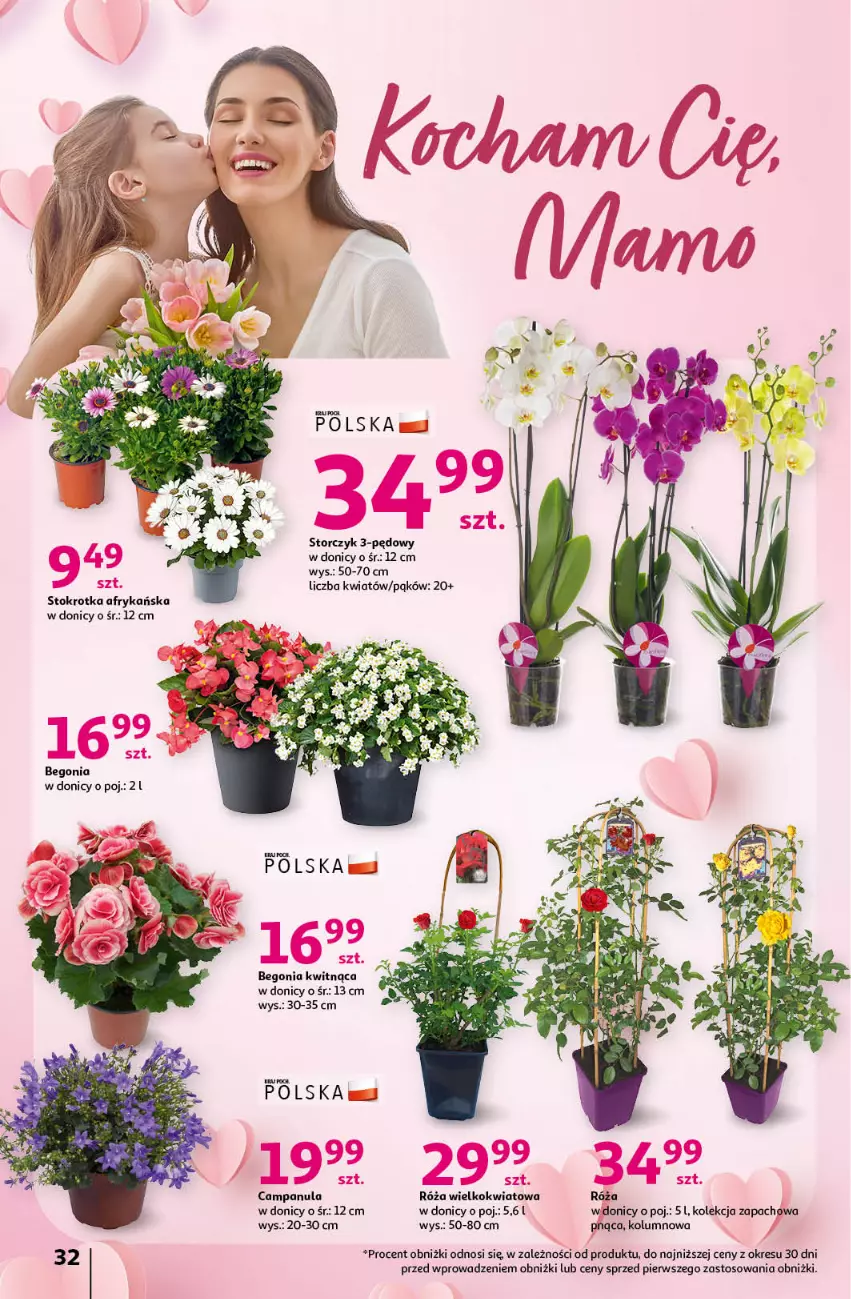 Gazetka promocyjna Auchan - Gazetka Świętuj Dzień Matki i Dzień Dziecka Hipermarket Auchan - ważna 23.05 do 29.05.2024 - strona 32 - produkty: Campanula, Róża, Storczyk