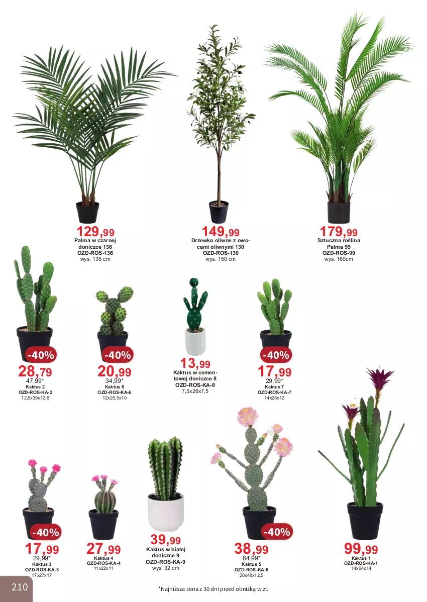 Gazetka promocyjna Bodzio - ważna 01.04 do 30.06.2026 - strona 210 - produkty: Cement, Kaktus, Palma