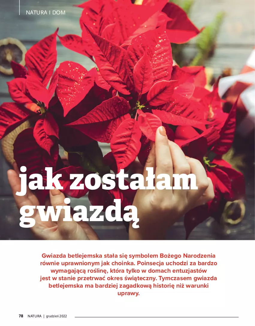 Gazetka promocyjna Drogerie Natura - Gazetka Drogerie Natura - ważna 01.12.2022 do 02.01.2023 - strona 78 - produkty: Choinka, Gwiazda, Inka, Poinsecja