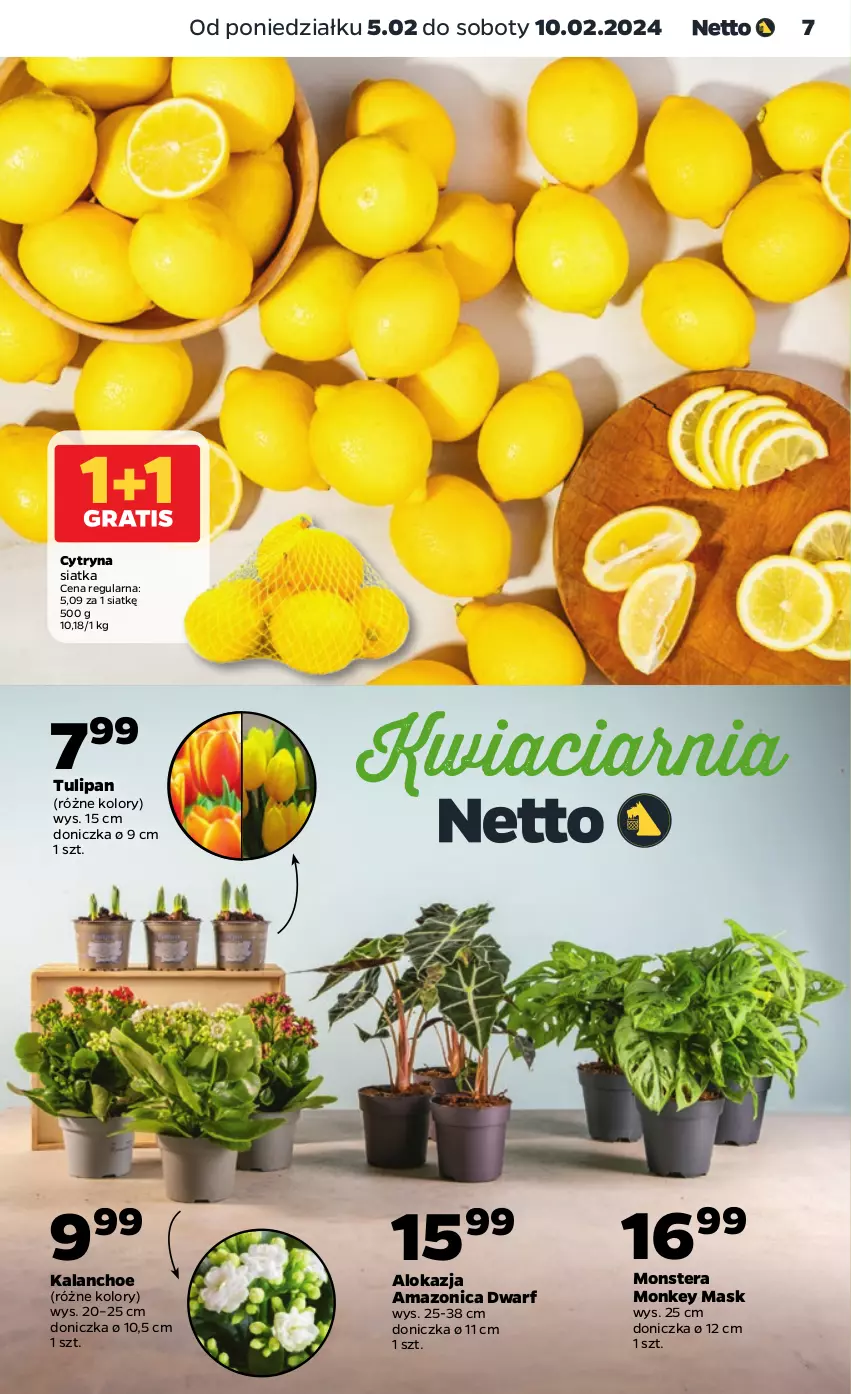 Gazetka promocyjna Netto - Artykuły spożywcze - ważna 05.02 do 10.02.2024 - strona 7 - produkty: Kalanchoe, Siatka, Tera, Tulipan