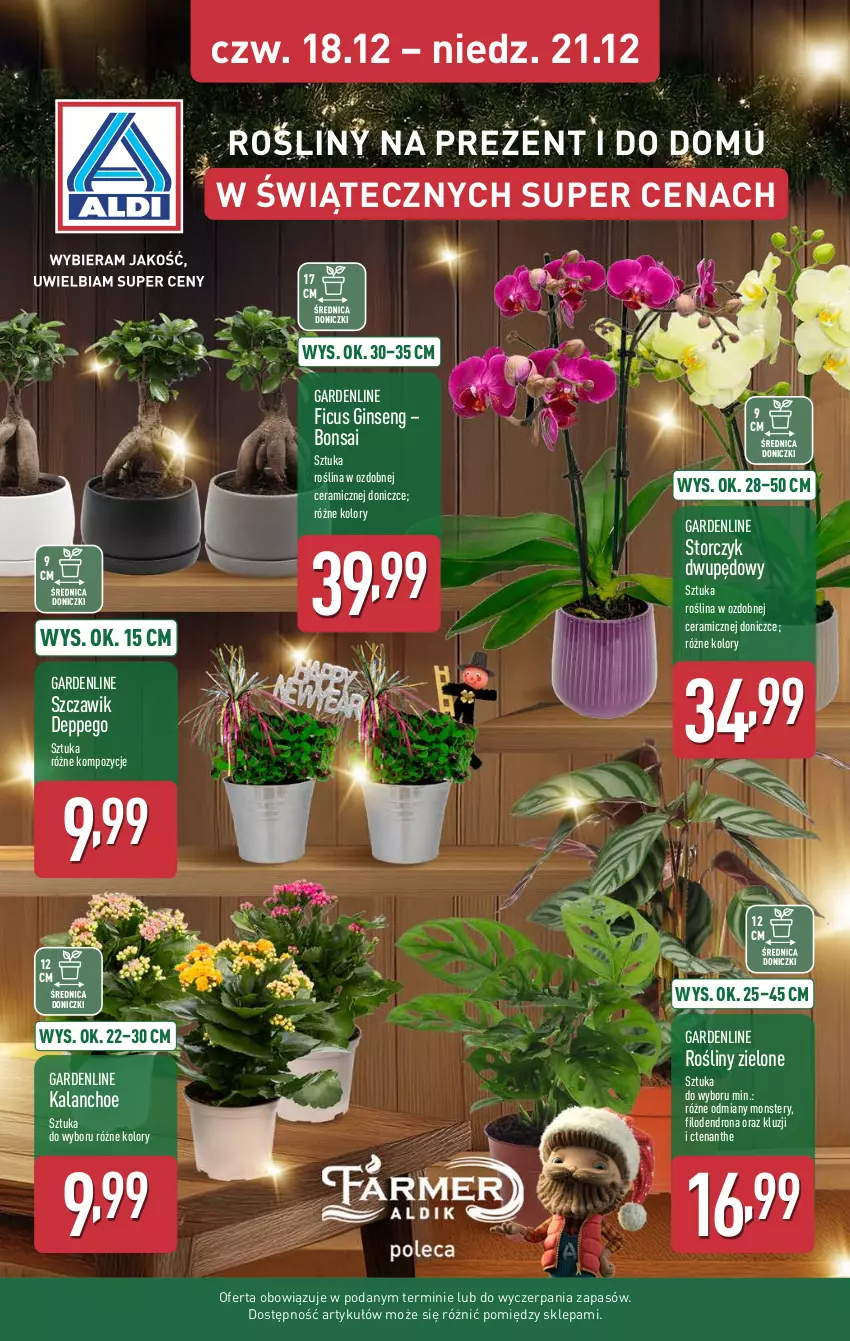 Gazetka promocyjna Aldi - Pełna oferta - ważna 15.12 do 21.12.2025 - strona 37 - produkty: Dron, Gin, Kalanchoe, Storczyk