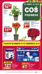 Gazetka promocyjna Aldi - Pełny katalog - Gazetka - ważna od 18.12 do 18.12.2022 - strona 29 - produkty: Sok, Papier, Amarylis, Stek, Gwiazda, Papier toaletowy