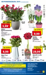 Gazetka promocyjna Lidl - GAZETKA - Gazetka - ważna od 01.12 do 01.12.2021 - strona 63 - produkty: Gry, Hiacynt, Kaktus, Amarylis, Mola, Bukiet, Fa