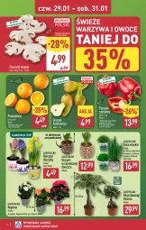 Gazetka promocyjna Aldi - Oferta weekendowa - Gazetka - ważna od 31.01 do 31.01.2026 - strona 6 - produkty: Piec, Warzywa, Gin, Hiacynt, Pietruszka, Papier, Papryka czerwona, Papryka, Warzywa i owoce, Pomarańcze, Gruszki, Narcyz, Pieczarki krojone, Owoce
