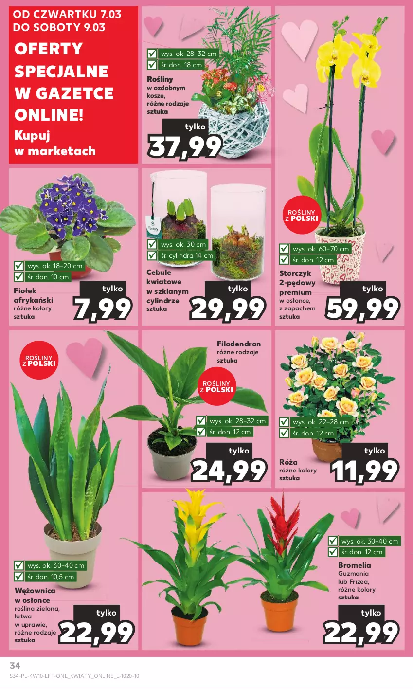 Gazetka promocyjna Kaufland - Gazetka tygodnia - ważna 07.03 do 13.03.2024 - strona 34 - produkty: Bromelia, Dron, Kosz, Róża, Storczyk