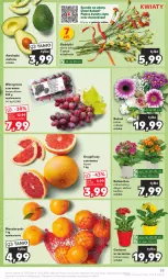 Gazetka promocyjna Kaufland - Gazetka tygodnia - Gazetka - ważna od 13.03 do 13.03.2024 - strona 33 - produkty: Mandarynki, Gerber, Kwiaty cięte, Kalanchoe, Winogrona, Bukiet, Wino, Grejpfrut