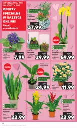 Gazetka promocyjna Kaufland - Gazetka tygodnia - Gazetka - ważna od 13.03 do 13.03.2024 - strona 34 - produkty: Róża, Kosz, Dron, Storczyk, Bromelia