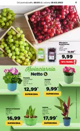 Gazetka promocyjna Netto - Artykuły spożywcze - Gazetka - ważna od 25.03 do 25.03.2023 - strona 5 - produkty: Prymula, Kosz, Narcyz, Wino