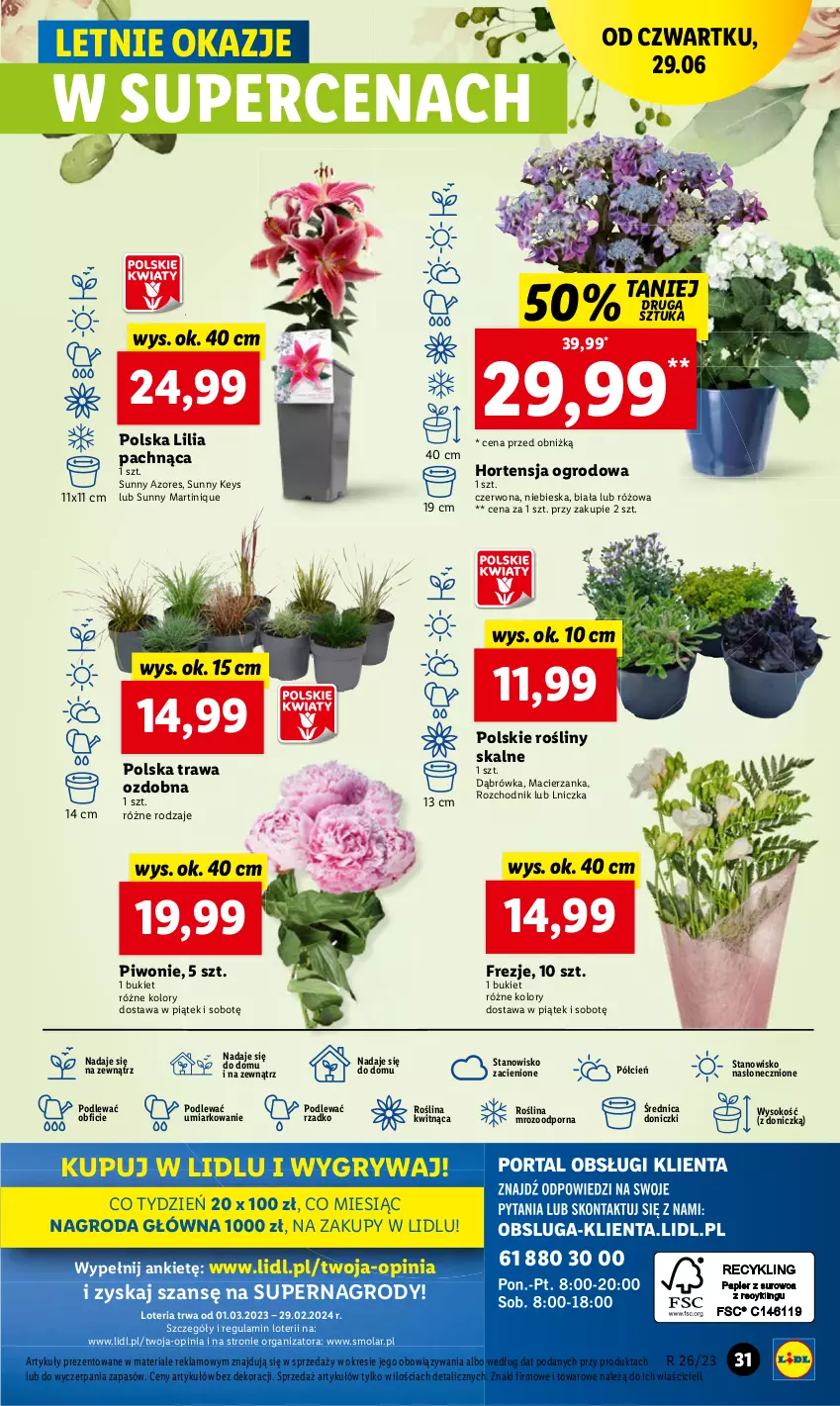 Gazetka promocyjna Lidl - GAZETKA - ważna 29.06 do 01.07.2023 - strona 39 - produkty: Chodnik, Mola, Piwo