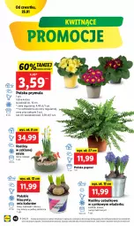 Gazetka promocyjna Lidl - GAZETKA - Gazetka - ważna od 29.01 do 29.01.2023 - strona 52 - produkty: Sok, Hiacynt, Prymula, Cynk, Narcyz, Krokus