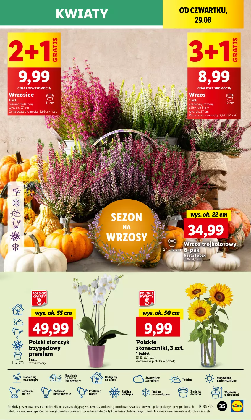 Gazetka promocyjna Lidl - GAZETKA - ważna 29.08 do 31.08.2024 - strona 41 - produkty: Bukiet, Cień, Gra, O nas, Por, Sok, Storczyk