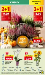 Gazetka promocyjna Lidl - GAZETKA - Gazetka - ważna od 31.08 do 31.08.2024 - strona 41 - produkty: Sok, Por, Gra, Cień, O nas, Storczyk, Bukiet