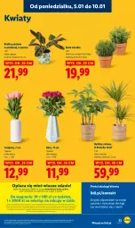 Gazetka promocyjna Lidl - GAZETKA - Gazetka - ważna od 07.01 do 07.01.2026 - strona 55 - produkty: Por, Gra, Tulipan, Kosz, Portal, Laur, Mola, Bukiet, Mięta