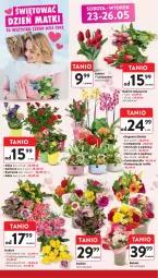Gazetka promocyjna Intermarche - Gazetka Intermarche - Gazetka - ważna od 27.05 do 27.05.2026 - strona 6 - produkty: Piwo, Campanula, Gerber, Tulipan, Róża, Chia, Storczyk, Bukiet