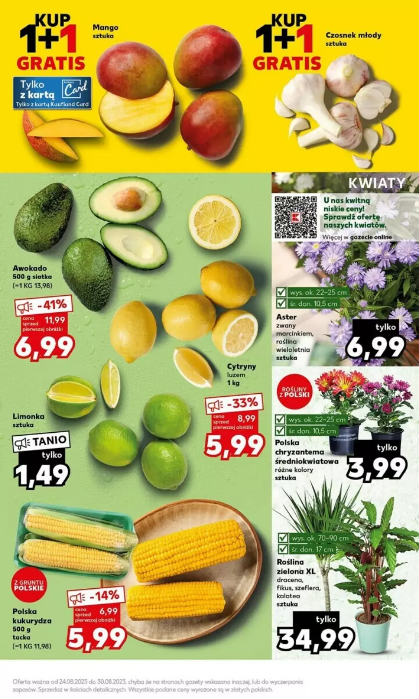 Gazetka promocyjna Kaufland - ważna 28.08 do 30.08.2023 - strona 24 - produkty: Chryzantema, Czosnek