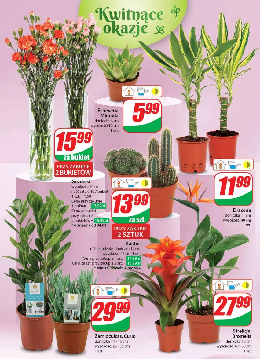 Gazetka promocyjna Dino - Gazetka 1 - ważna 04.01 do 05.01.2024 - strona 44 - produkty: Bromelia, Bukiet, Kaktus, Sok