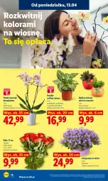 Gazetka promocyjna Lidl - Gazetka ważna od 13.04 do 15.04 - Gazetka - ważna od 15.04 do 15.04.2026 - strona 82 - produkty: Campanula, Storczyk, Mule, Bukiet