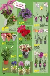 Gazetka promocyjna Auchan - przeNISKIE CENY prze smacznego Dnia Kobiet Hipermarkety - Gazetka - ważna od 09.03 do 09.03.2022 - strona 30 - produkty: Campanula, Tulipan, Kalanchoe, Storczyk, Bukiet