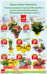 Gazetka promocyjna PoloMarket - Gazetka promocyjna  r - Gazetka - ważna od 06.04 do 06.04.2021 - strona 4 - produkty: Tulipan, Rzeżucha, Kosz, Kalanchoe, Bukiet, Narcyz