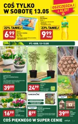 Gazetka promocyjna Aldi - Pełen katalog - Gazetka - ważna od 13.05 do 13.05.2023 - strona 21 - produkty: Piwo, Kujawski, Sok, Cynk, Sanki, Olej rzepakowy, Olej, Kokos