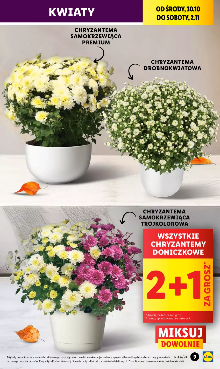 Gazetka promocyjna Lidl - GAZETKA - ważna 30.10 do 02.11.2024 - strona 9 - produkty: Chryzantema