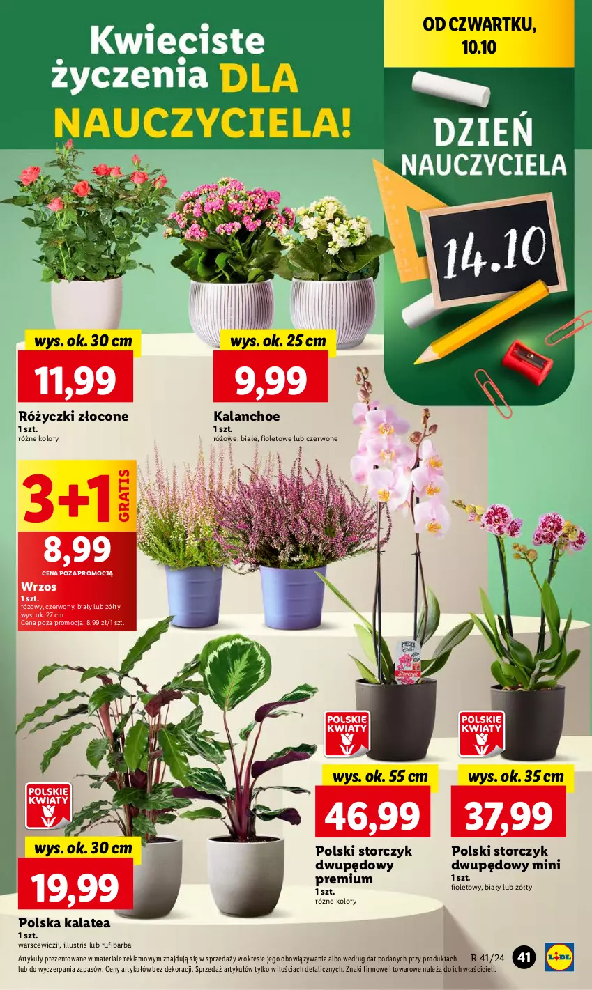 Gazetka promocyjna Lidl - GAZETKA - ważna 10.10 do 12.10.2024 - strona 47 - produkty: Gra, Kalanchoe, Storczyk