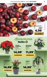 Gazetka promocyjna Netto - Artykuły spożywcze - Gazetka - ważna od 26.11 do 26.11.2022 - strona 5 - produkty: Róża, Szlumbergera, Gwiazda