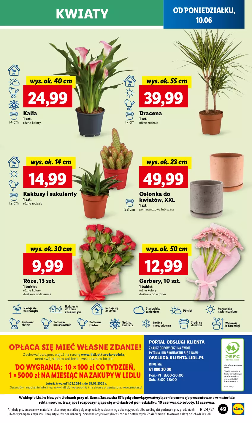 Gazetka promocyjna Lidl - GAZETKA - ważna 10.06 do 12.06.2024 - strona 57 - produkty: Bukiet, Cień, Gerber, Gra, Kaktus, Mola, O nas, Osłonka, Por, Sok, Sukulent