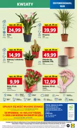 Gazetka promocyjna Lidl - GAZETKA - Gazetka - ważna od 12.06 do 12.06.2024 - strona 57 - produkty: Sok, Por, Gra, Gerber, Kaktus, Cień, O nas, Mola, Bukiet, Sukulent, Osłonka