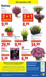 Gazetka promocyjna Lidl - GAZETKA - Gazetka - ważna od 06.09 do 06.09.2025 - strona 56 - produkty: Por, Gra, Chryzantema, Portal, Laur, Mola