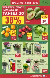 Gazetka promocyjna Aldi - Oferta weekendowa - Gazetka - ważna od 29.03 do 29.03.2026 - strona 9 - produkty: Warzywa, Warzywa i owoce, Kalanchoe, Pomarańcze, Narcyz, Owoce