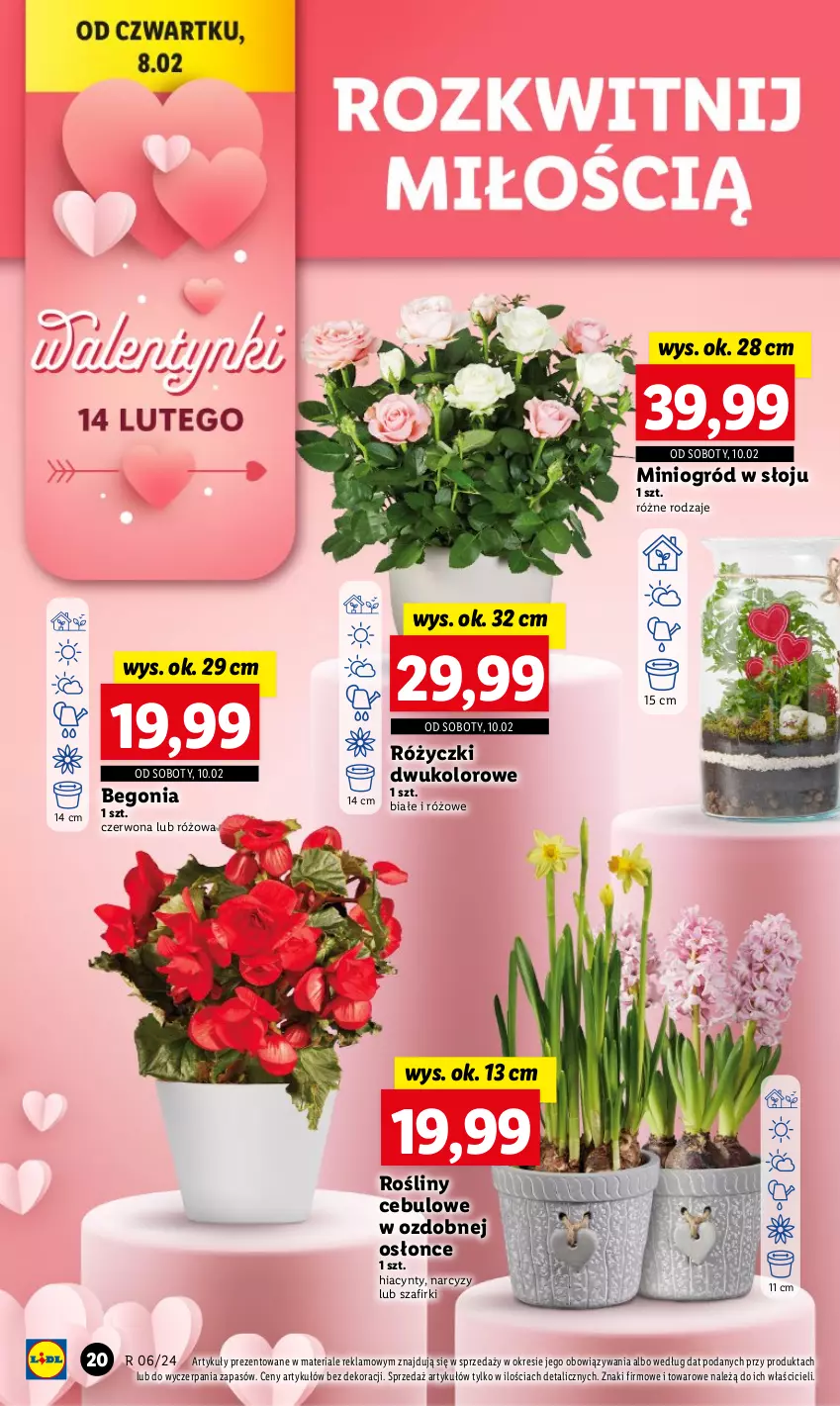 Gazetka promocyjna Lidl - GAZETKA - ważna 08.02 do 10.02.2024 - strona 24 - produkty: Hiacynt, Narcyz, Ogród