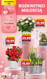 Gazetka promocyjna Lidl - GAZETKA - Gazetka - ważna od 10.02 do 10.02.2024 - strona 24 - produkty: Hiacynt, Narcyz, Ogród