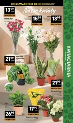 Gazetka promocyjna Delikatesy Centrum - Franczyza DC33 Czwartek - Gazetka - ważna od 19.08 do 19.08.2026 - strona 11 - produkty: Bukiet, Melon, HP