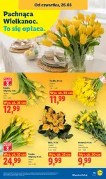 Gazetka promocyjna Lidl - Gazetka ważna od 26.03 do 29.03 - Gazetka - ważna od 29.03 do 29.03.2026 - strona 75 - produkty: Tulipan, Bukiet