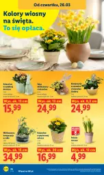 Gazetka promocyjna Lidl - Gazetka ważna od 26.03 do 29.03 - Gazetka - ważna od 29.03 do 29.03.2026 - strona 76 - produkty: Papier, Kalanchoe, Narcyz
