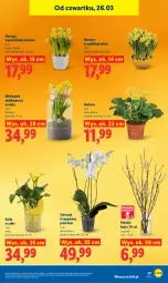 Gazetka promocyjna Lidl - Gazetka ważna od 26.03 do 29.03 - Gazetka - ważna od 29.03 do 29.03.2026 - strona 77 - produkty: Gerber, Storczyk, Narcyz, Ogród