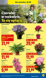 Gazetka promocyjna Lidl - Gazetka ważna od 18.06 do 20.06 - Gazetka - ważna od 20.06 do 20.06.2026 - strona 79 - produkty: Piwo, Sok, Bukiet