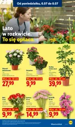 Gazetka promocyjna Lidl - Gazetka ważna od 6.07 do 8.07 - Gazetka - ważna od 08.07 do 08.07.2026 - strona 87 - produkty: Gra, Gerber, Kalanchoe, Bukiet, Grafika