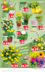 Gazetka promocyjna Kaufland - OFERTA TYGODNIA - Gazetka - ważna od 07.04 do 07.04.2021 - strona 15 - produkty: Tulipan, Rzeżucha, Kalanchoe, Bukiet, Narcyz, Osłonka