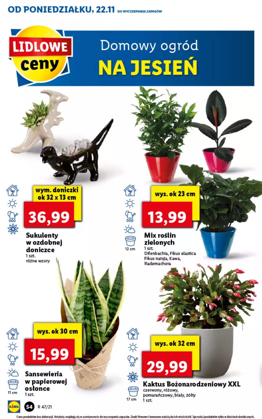 Gazetka promocyjna Lidl - GAZETKA - ważna 22.11 do 24.11.2021 - strona 54 - produkty: Chia, Kaktus, Kawa, Ogród, Papier, Sukulent