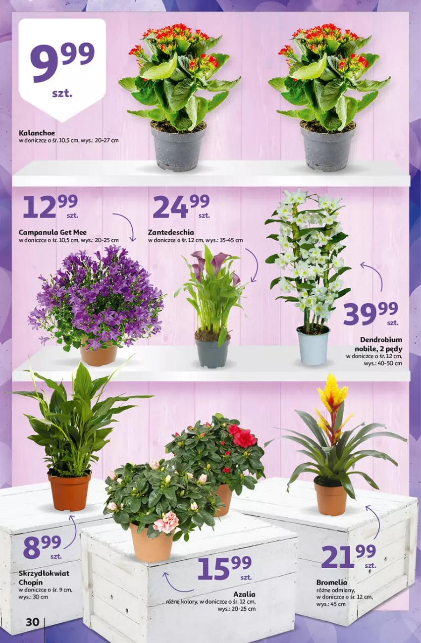 Gazetka promocyjna Auchan - przeNISKIE CENY na 1001 drobiazgów Hipermarkety - ważna 04.02 do 09.02.2022 - strona 30 - produkty: Bromelia, Campanula, Chia, Kalanchoe