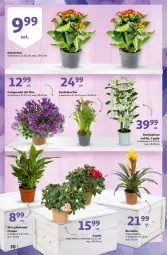 Gazetka promocyjna Auchan - przeNISKIE CENY na 1001 drobiazgów Hipermarkety - Gazetka - ważna od 09.02 do 09.02.2022 - strona 30 - produkty: Campanula, Chia, Kalanchoe, Bromelia