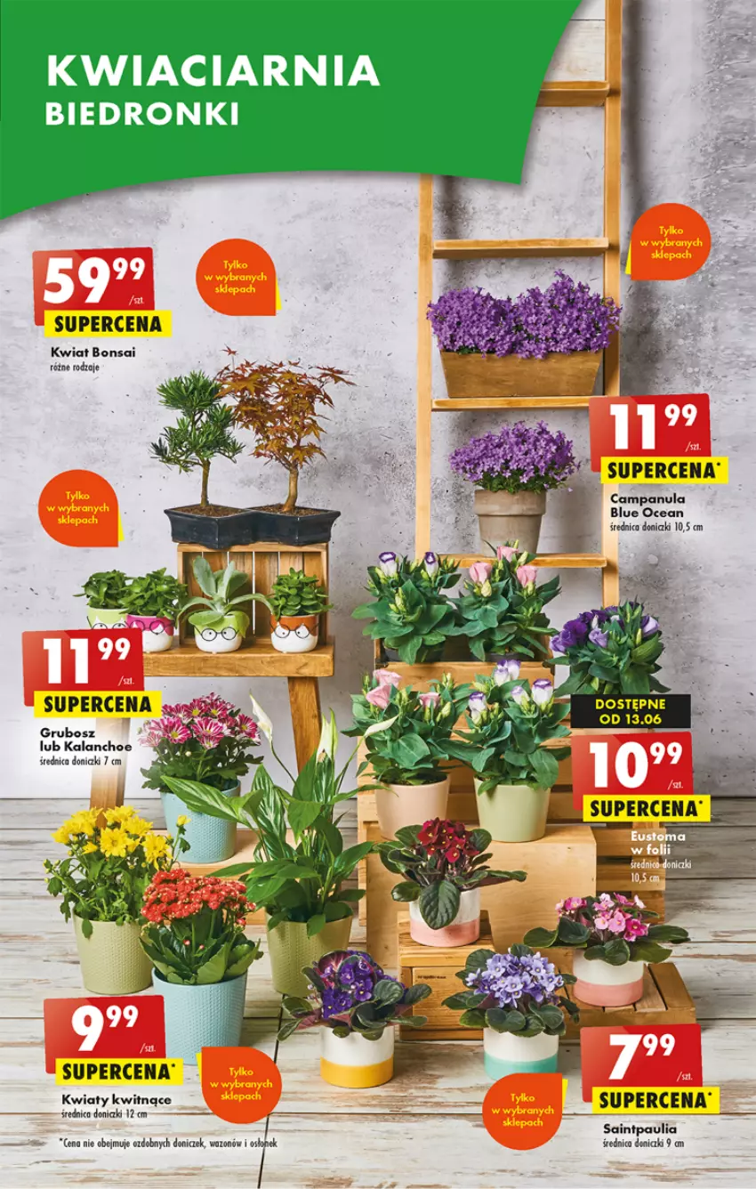 Gazetka promocyjna Biedronka - ważna 12.06 do 17.06.2023 - strona 15 - produkty: Campanula, Dron, Fa, Kalanchoe, Wazon