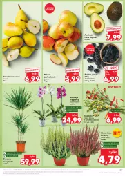 Gazetka promocyjna Kaufland - Gazetka tygodnia - Gazetka - ważna od 04.09 do 04.09.2024 - strona 29 - produkty: Gin, Jeżyny, Gruszki, Storczyk, Grunt, Jabłka