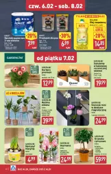 Gazetka promocyjna Aldi - Pełna oferta - Gazetka - ważna od 08.02 do 08.02.2025 - strona 30 - produkty: Sok, Hiacynt, Gerber, Papier, Bell, Przekąski dla psa, Kumkwat, Tera, Storczyk, Ręcznik, Rolki, Narcyz, Olej rzepakowy, Bella, Ręczniki papierowe, Olej, Sukulent